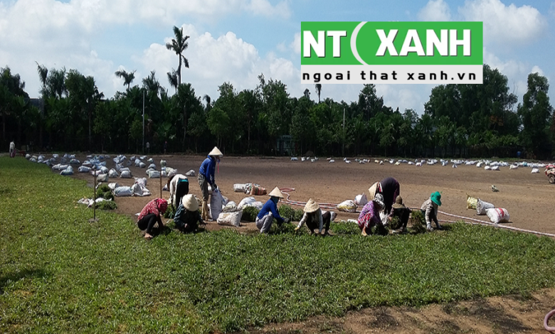 Dịch Vụ Trồng Cỏ Sân Vườn Tại Bến Cát Bình Dương