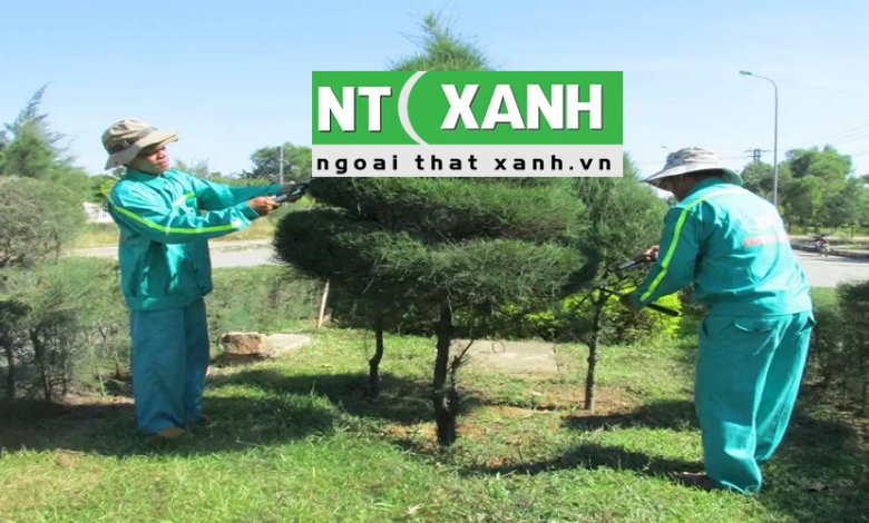 Dịch Vụ Chăm Sóc Cây Xanh Tại Đà Lạt