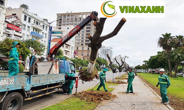Giới Thiệu Dịch Vụ Bứng Cây Tại Tân Bình TP.HCM