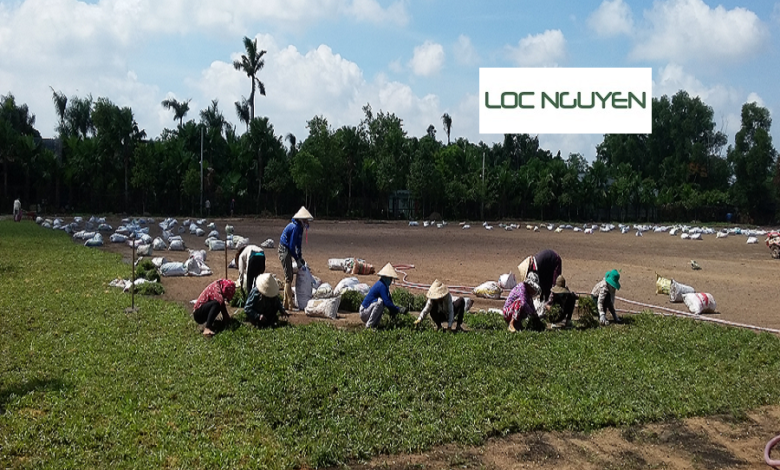 Giới Thiệu Dịch Vụ Trồng Cỏ Cho KCN Cần Giuộc Long An