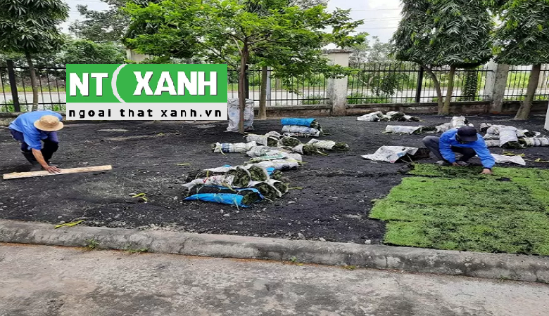 Dịch Vụ Trồng Cỏ Tại Bình Dương