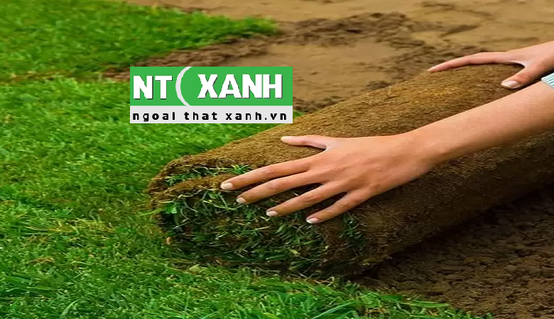 Dịch Vụ Trồng Cỏ Tại Quận 1 TPHCM