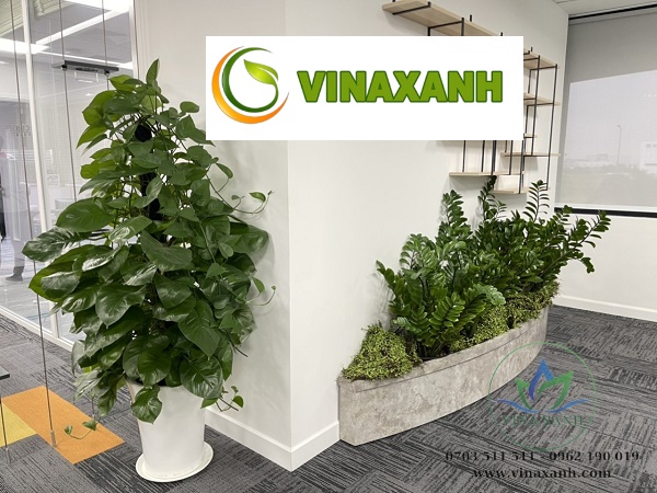 Cho Thuê Cây Cảnh Văn Phòng Tại TPHCM
