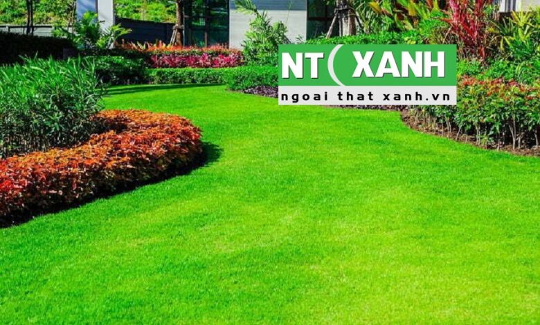 Tìm Hiểu Dịch Vụ Trồng Cỏ Sân Vườn Ở Bình Dương
