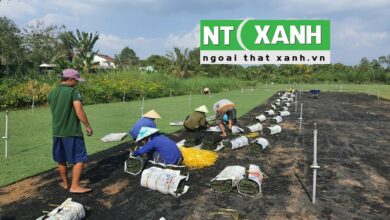 Dịch Vụ Trồng Cỏ Tại Châu Thành Tây Ninh
