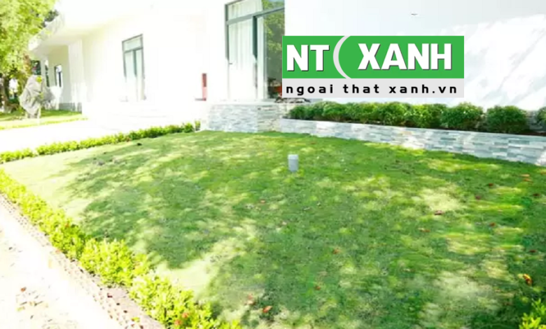 Dịch Vụ Trồng Cỏ Tại Hóc Môn TPHCM