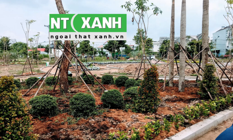 Giới Thiệu Dịch vụ trồng cây xanh tại Bến Cát Bình Dương