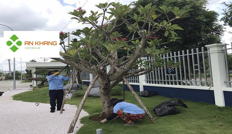 Dịch Vụ Cắt Tỉa Cây Xanh Tại Bình Dương