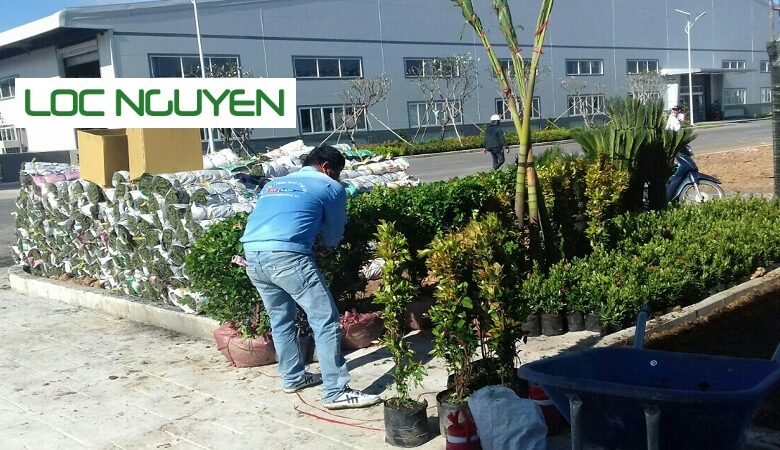 Dịch Vụ Chăm Sóc Cây Cảnh Tại Long An