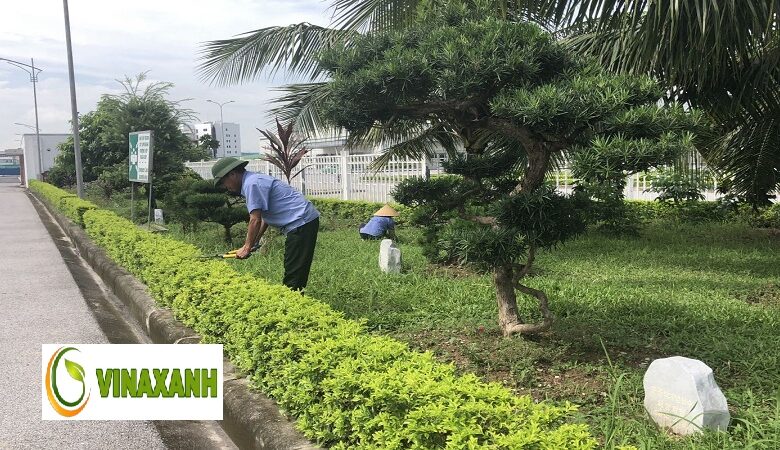 Chăm Sóc Cảnh Quan Tại tphcm