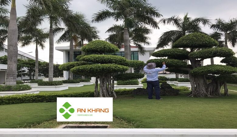 Dịch Vụ Chăm sóc cây xanh tại KCN Bàu Bàng