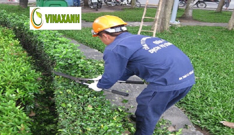 Chăm sóc cây xanh tại quận 2 TP.HCM