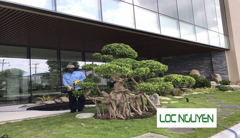 Công Ty Chăm Sóc Cây Xanh Hồ Chí Minh