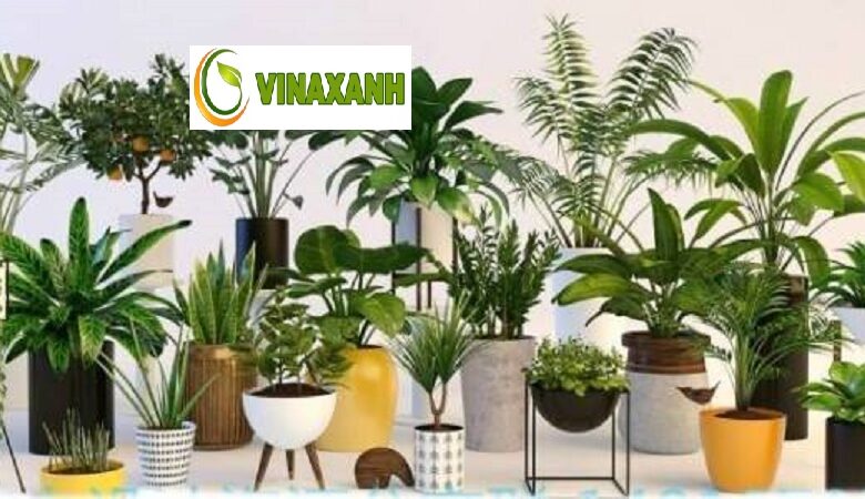 Cung Cấp Cây Xanh Tại TP.HCM