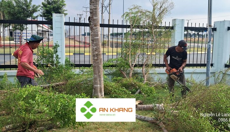 Dịch Vụ Cắt Tỉa Cây Xanh Bình Dương