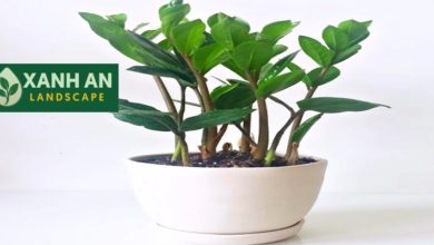 Dịch Vụ Thuê Cây Văn Phòng Bến Cát