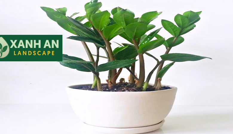 Dịch Vụ Thuê Cây Văn Phòng Bến Cát