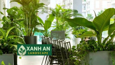 Dịch Vụ Thuê Cây Văn Phòng Thủ Dầu Một