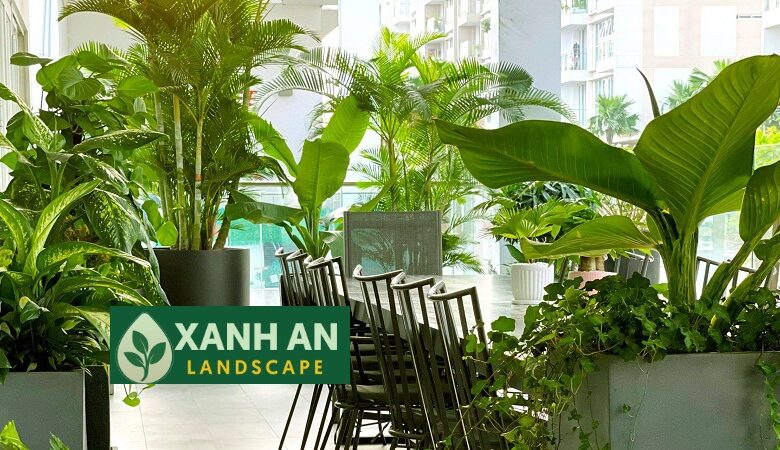 Dịch Vụ Thuê Cây Văn Phòng Thủ Dầu Một