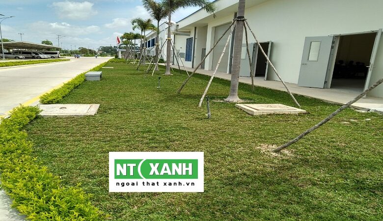 Dịch Vụ Trồng Cây Xanh Tại Bình Dương