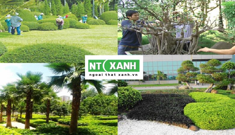 Dịch Vụ Trồng Cây Xanh Tại Trảng Bàng Tây Ninh