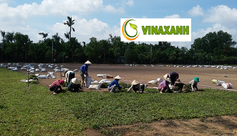 Giới Thiệu Dịch Vụ Trồng Cỏ Tại Quận 1 TPHCM