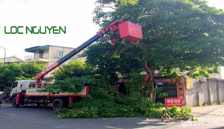 Dịch vụ cắt tỉa cây xanh Hồ Chí Minh