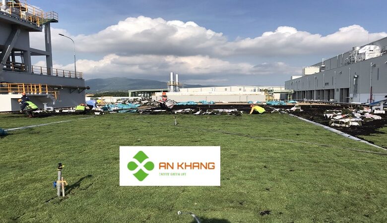 Dịch vụ trồng cỏ KCN Bình Dương