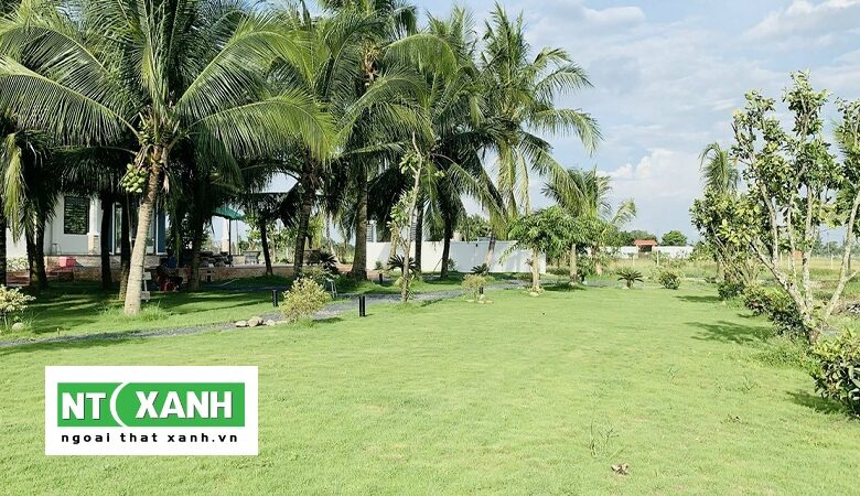 Tìm Hiểu Dịch vụ trồng cỏ tại quận 1 TPHCM