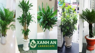 Thuê cây xanh Bình Dương
