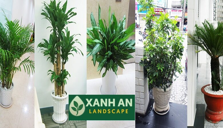Thuê cây xanh Bình Dương