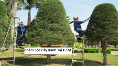 Chăm Sóc Cây Xanh Tại HCM