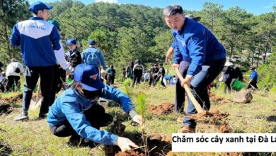 Chăm sóc cây xanh tại Đà Lạt