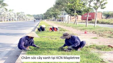 Chăm sóc cây xanh tại KCN Mapletree