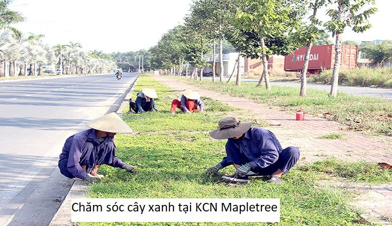 Chăm sóc cây xanh tại KCN Mapletree