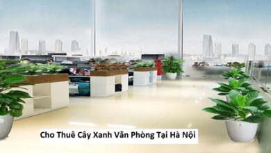 Cho Thuê Cây Xanh Văn Phòng Tại Hà Nội