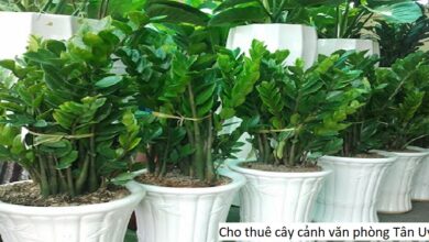 Cho thuê cây cảnh văn phòng Tân Uyên