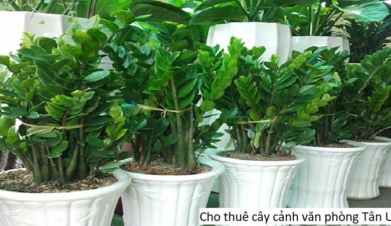 Cho thuê cây cảnh văn phòng Tân Uyên