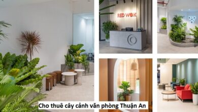 Dịch vụ thuê cây văn phòng Thuận An
