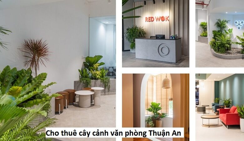 Dịch vụ thuê cây văn phòng Thuận An