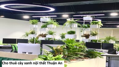 Cho thuê cây xanh nội thất Thuận An