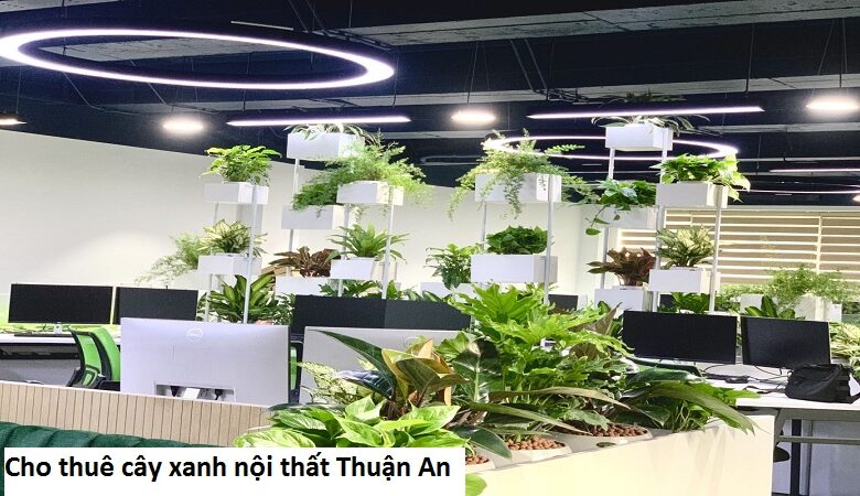 Cho thuê cây xanh nội thất Thuận An