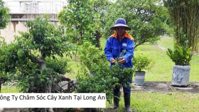 Công Ty Chăm Sóc Cây Xanh Tại Long An
