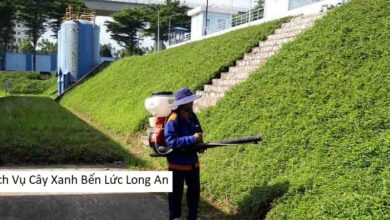 Dịch Vụ Cây Xanh Bến Lức Long An