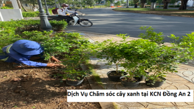 Dịch Vụ Chăm sóc cây xanh tại KCN Đồng An 2