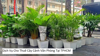 Dịch Vụ Cho Thuê Cây Cảnh Văn Phòng Tại TPHCM