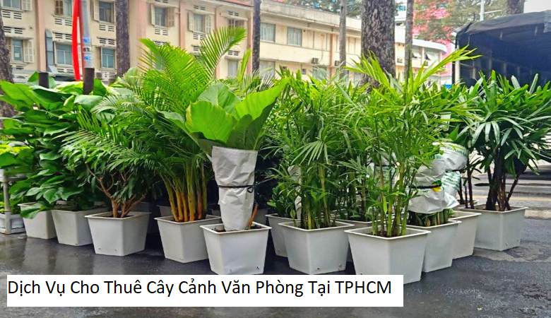 Dịch Vụ Cho Thuê Cây Cảnh Văn Phòng Tại TPHCM
