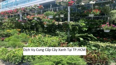 Dịch Vụ Cung Cấp Cây Xanh Tại TP.HCM