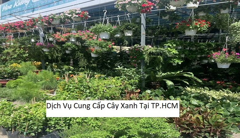 Dịch Vụ Cung Cấp Cây Xanh Tại TP.HCM