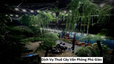 Dịch Vụ Thuê Cây Văn Phòng Phú Giáo